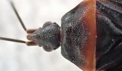 Laticlerada laticollis