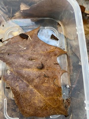 Ligidium blueridgense