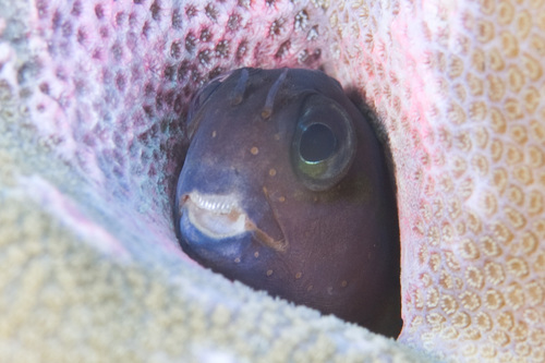 Midas-slijmvis (Ecsenius midas) — Blenniidae — 5