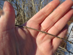 Forestiera acuminata