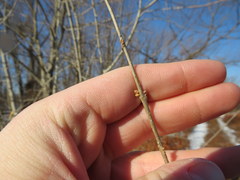 Forestiera acuminata