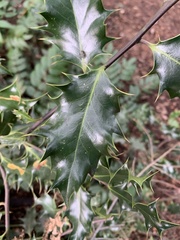 Ilex aquifolium