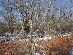 Forestiera acuminata