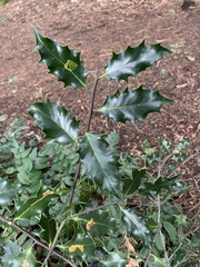 Ilex aquifolium