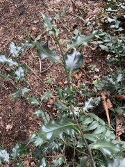 Ilex aquifolium