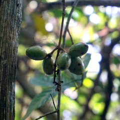 Tinomiscium petiolare