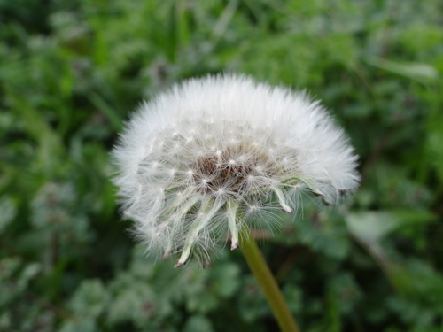 Taraxacum laevigatum iNat (2)