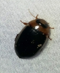 Hydaticus bimarginatus