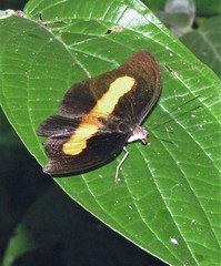 Catonephele acontius caeruleus
