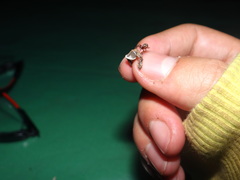 Spilasma duodecimguttata
