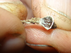 Spilasma duodecimguttata