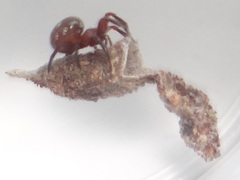 Spilasma duodecimguttata