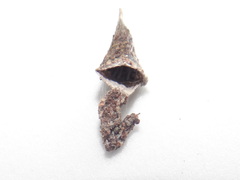 Spilasma duodecimguttata