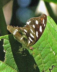 Catonephele acontius caeruleus