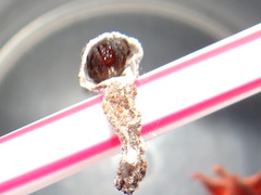 Spilasma duodecimguttata