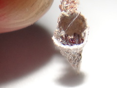 Spilasma duodecimguttata