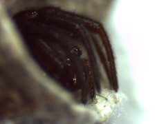 Spilasma duodecimguttata