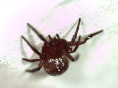 Spilasma duodecimguttata