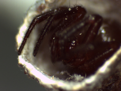 Spilasma duodecimguttata