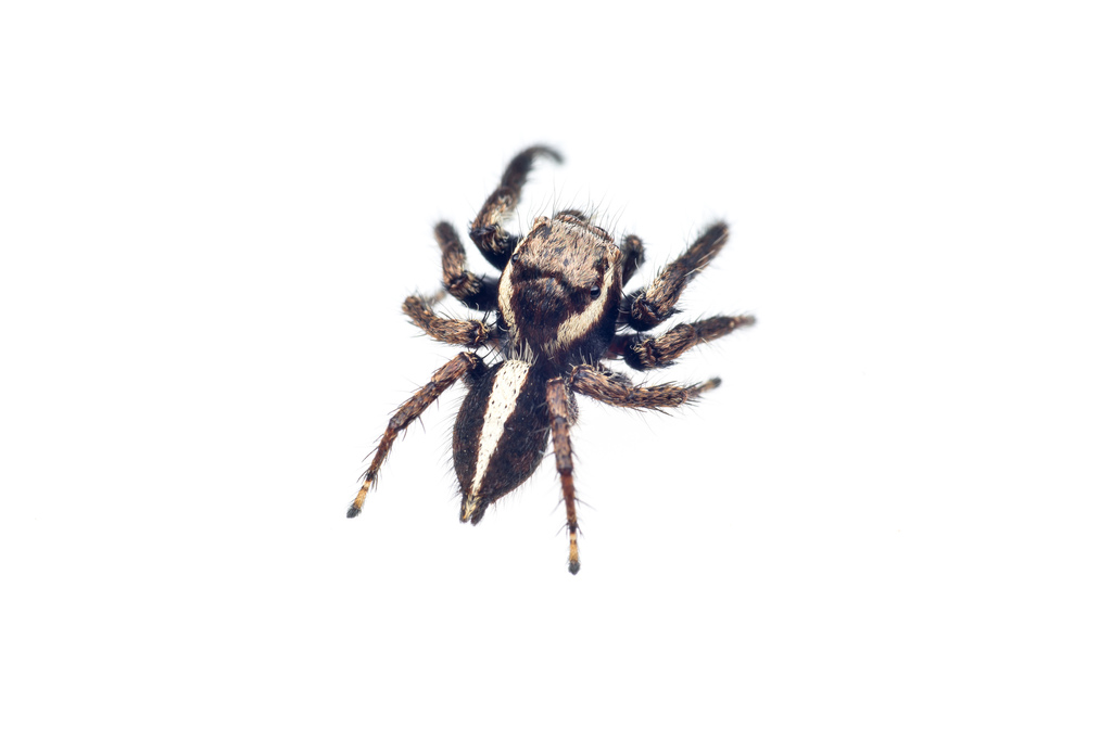 Hyllus dotatus