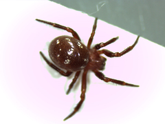 Spilasma duodecimguttata