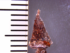 Spilasma duodecimguttata