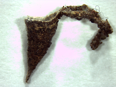 Spilasma duodecimguttata