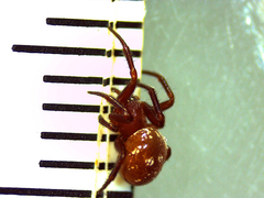 Spilasma duodecimguttata