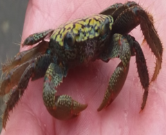 Geograpsus lividus