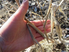 Panicum philadelphicum