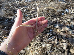 Panicum philadelphicum