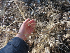 Panicum philadelphicum
