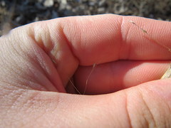 Panicum philadelphicum