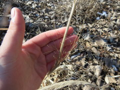 Panicum philadelphicum