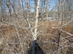 Forestiera acuminata