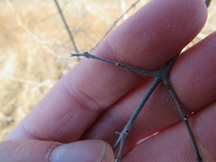 Forestiera acuminata