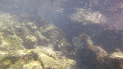 Abudefduf concolor