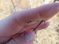 Forestiera acuminata