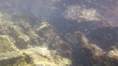 Abudefduf concolor