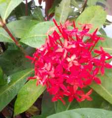 Ixora