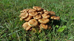 Desarmillaria caespitosa image