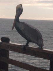 Pelecanus occidentalis