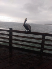 Pelecanus occidentalis