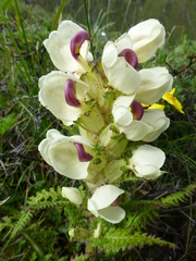 Pedicularis scullyana