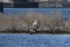 Ardea herodias
