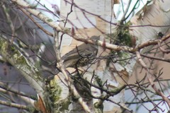 Turdus viscivorus