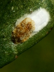 Pulvinaria camelicola