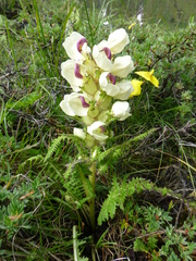 Pedicularis scullyana