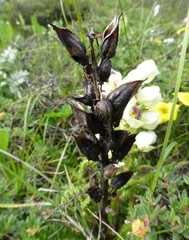 Pedicularis scullyana