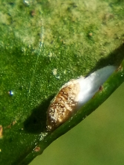 Pulvinaria camelicola